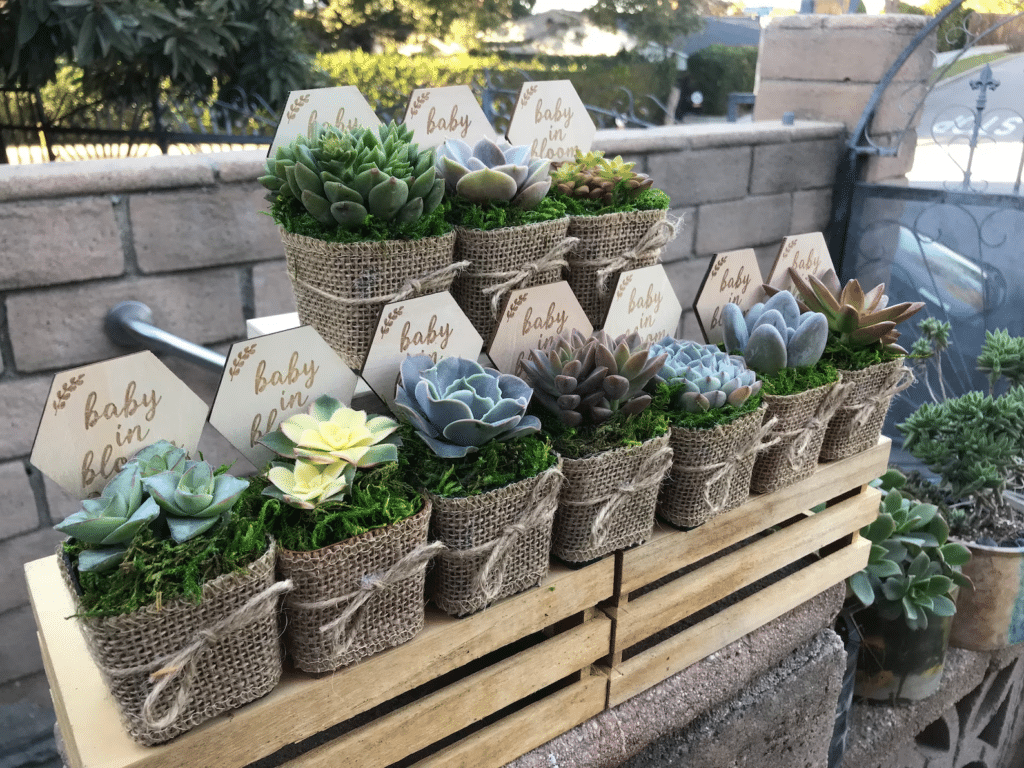 succulent baby shower favors